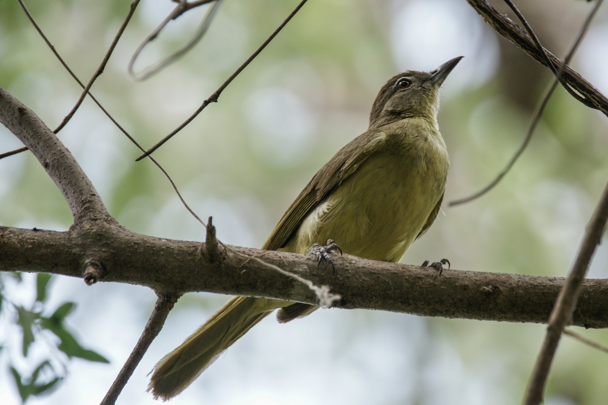 Yellow-bellied Greenbul - ML637938330
