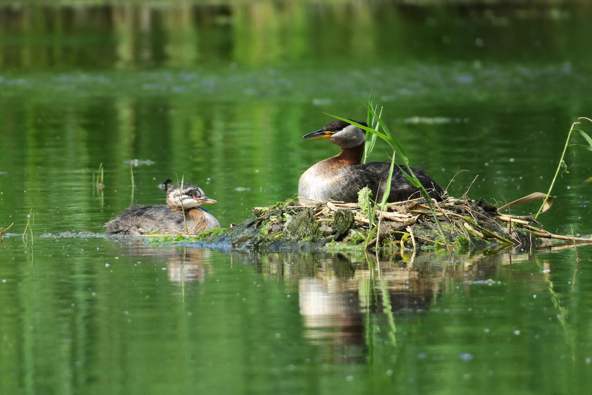 赤頸鸊鷉 - ML637938378