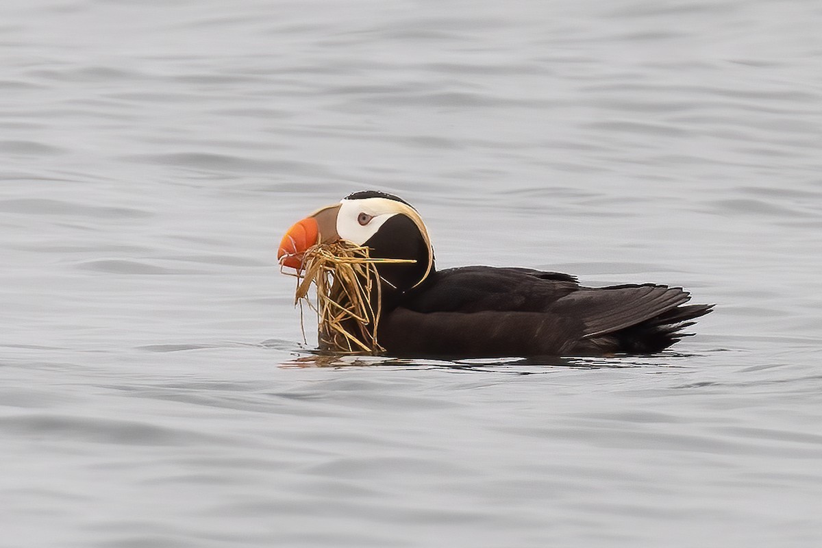 Tufted Puffin - ML637938394