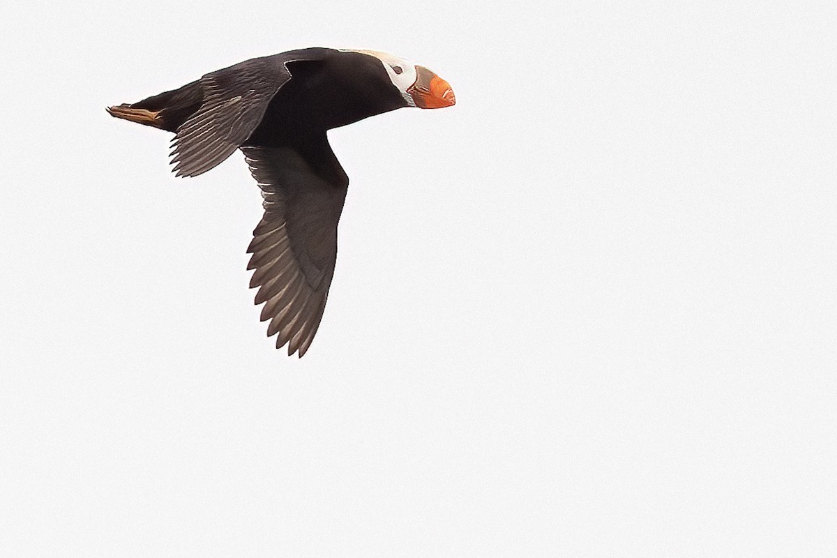 Tufted Puffin - ML637938395