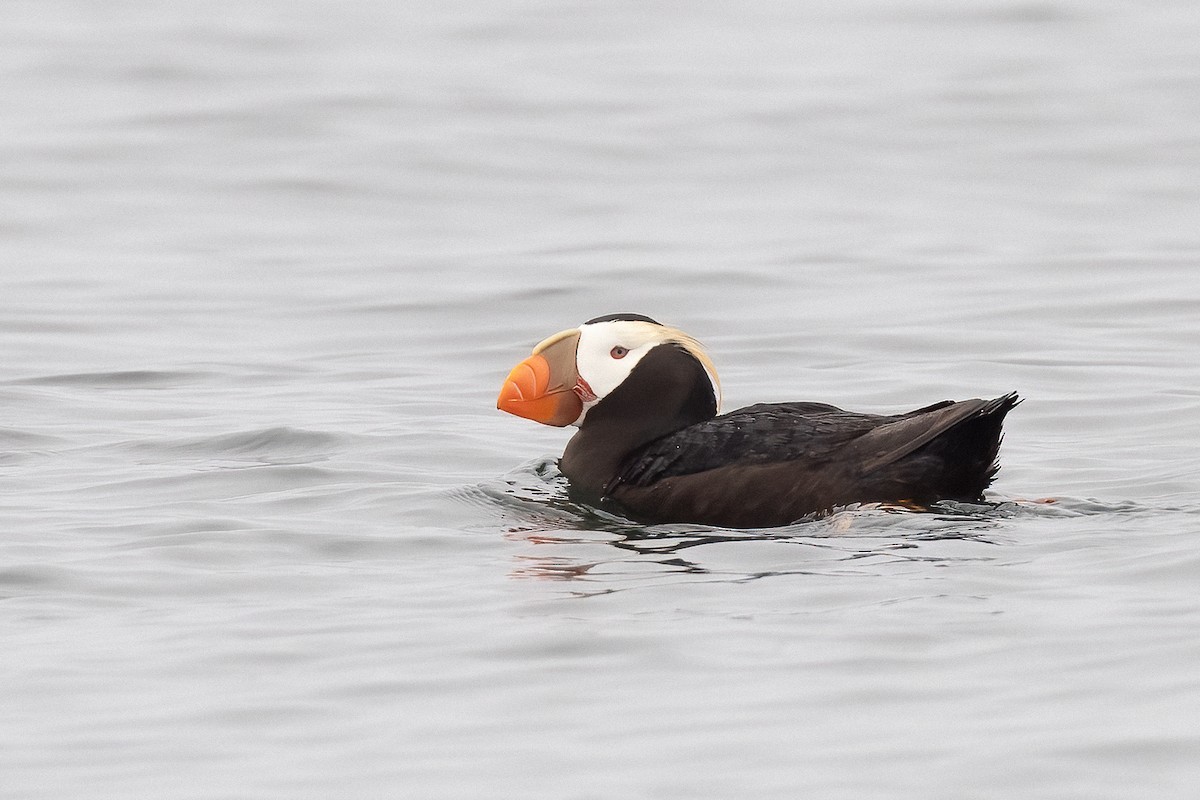 Tufted Puffin - ML637938396