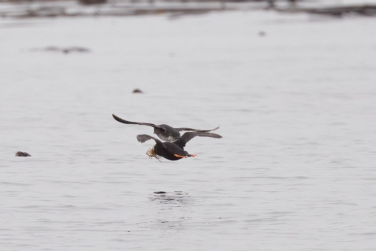 Tufted Puffin - ML637938397