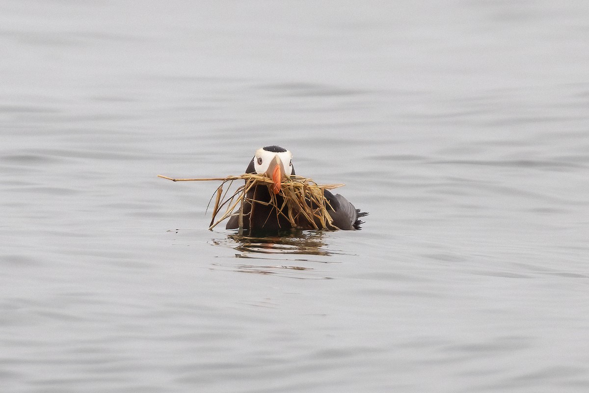 Tufted Puffin - ML637938400