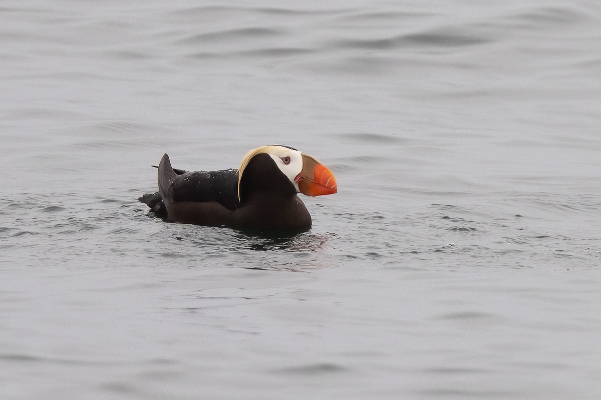 Tufted Puffin - ML637938401