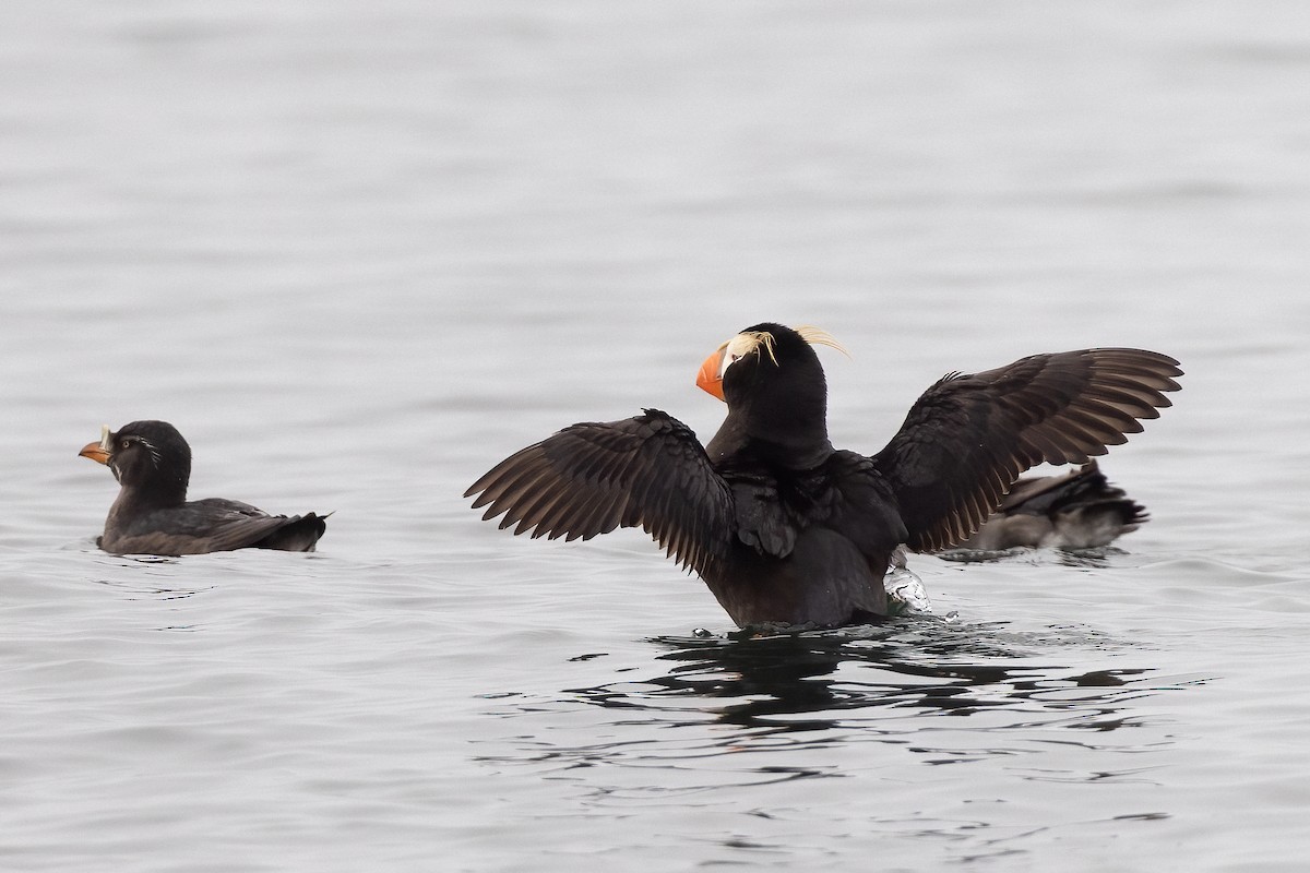 Tufted Puffin - ML637938402