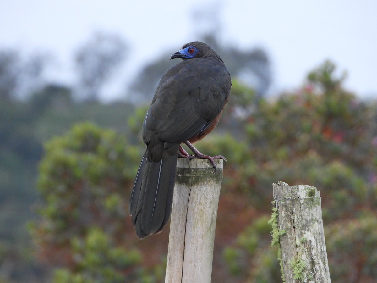 Sickle-winged Guan - ML637938423
