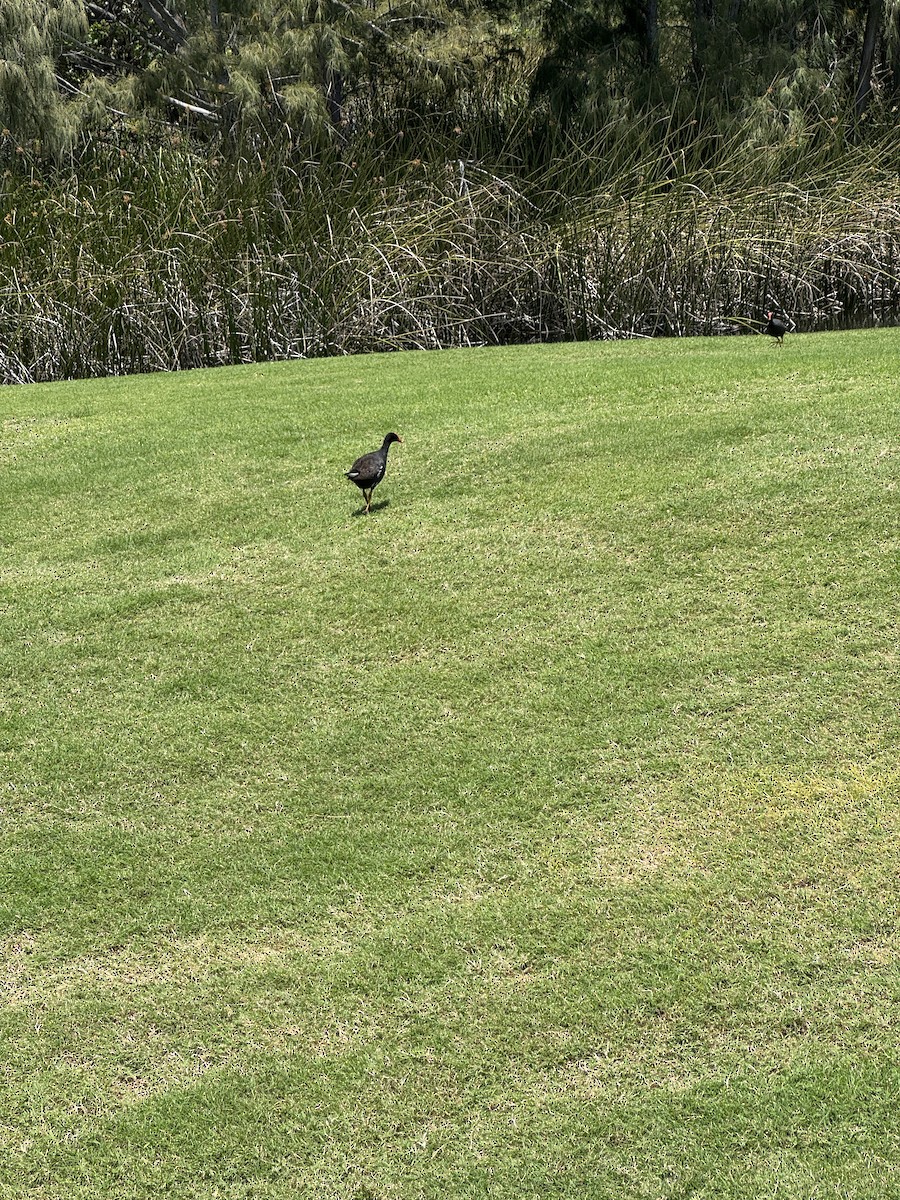 Hawaiian Coot - ML637938480