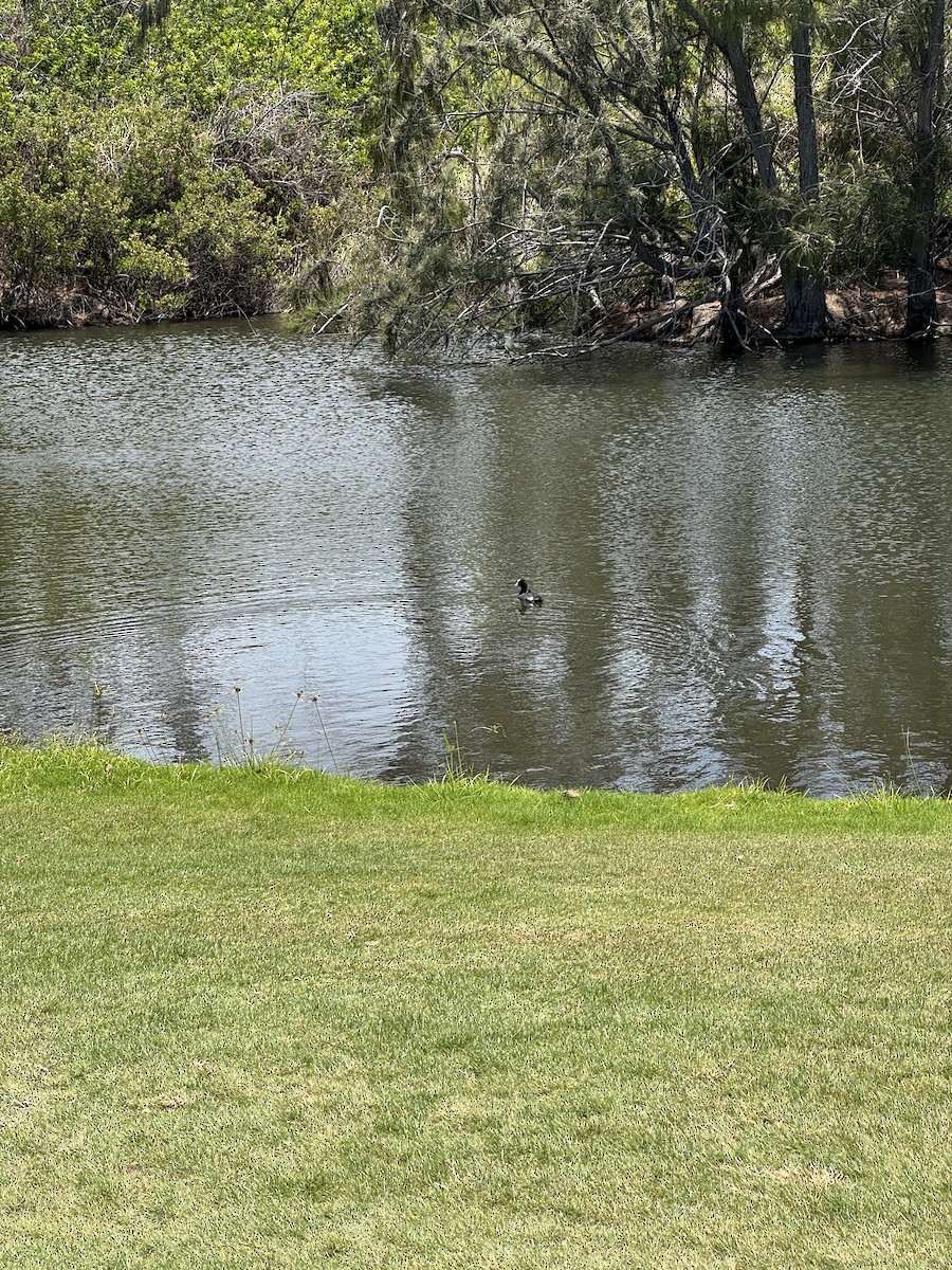 Hawaiian Coot - ML637938481