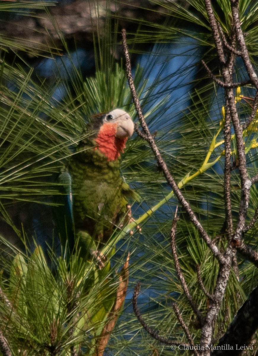 Cuban Amazon - ML637938504