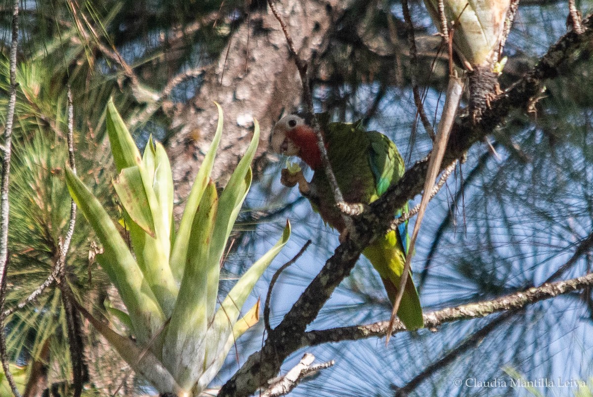 Cuban Amazon - ML637938505