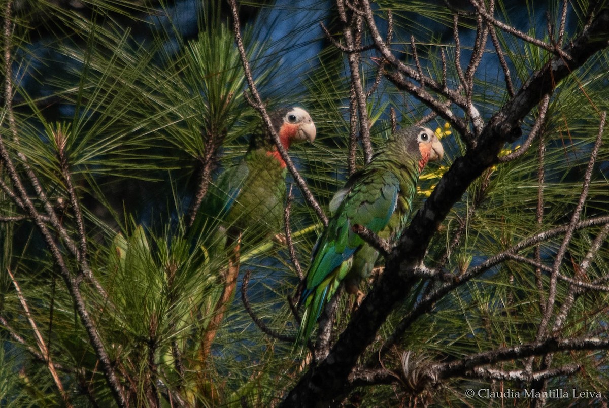 Cuban Amazon - ML637938507