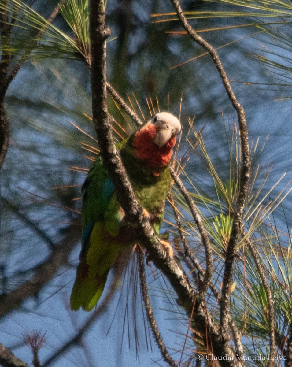 Cuban Amazon - ML637938508