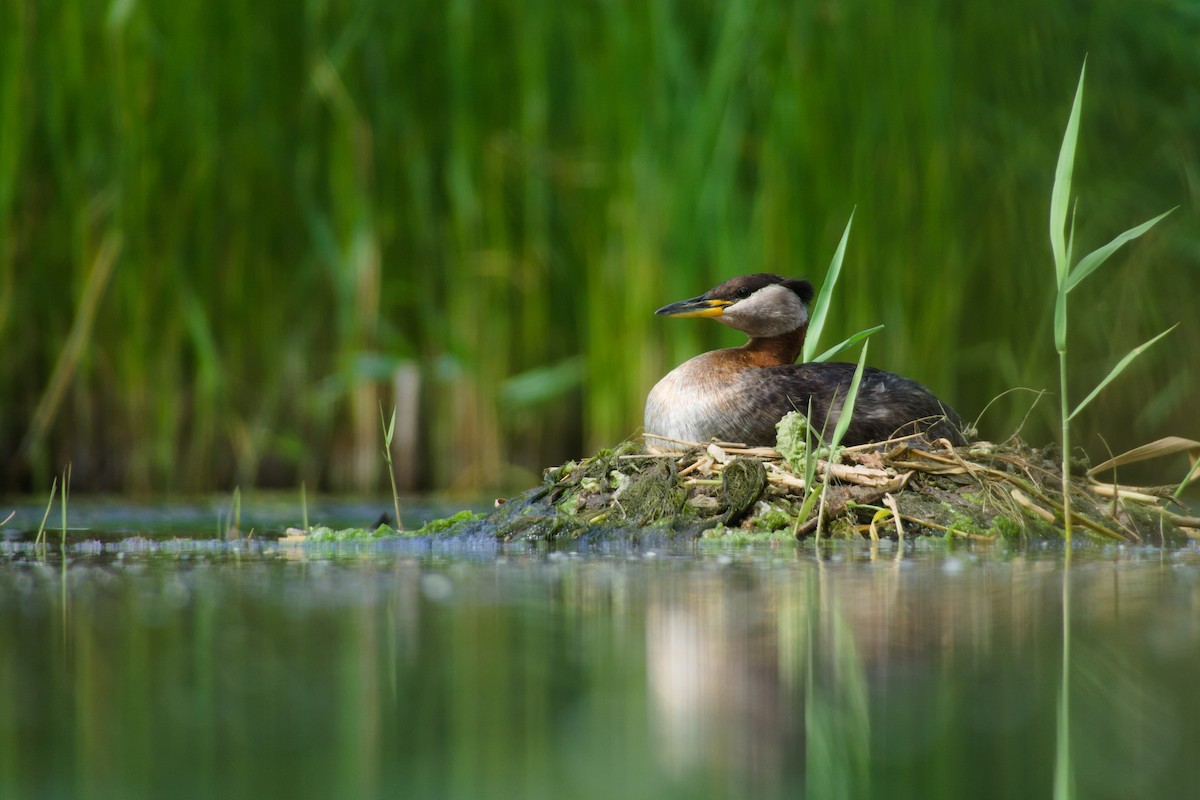 赤頸鸊鷉 - ML637938546