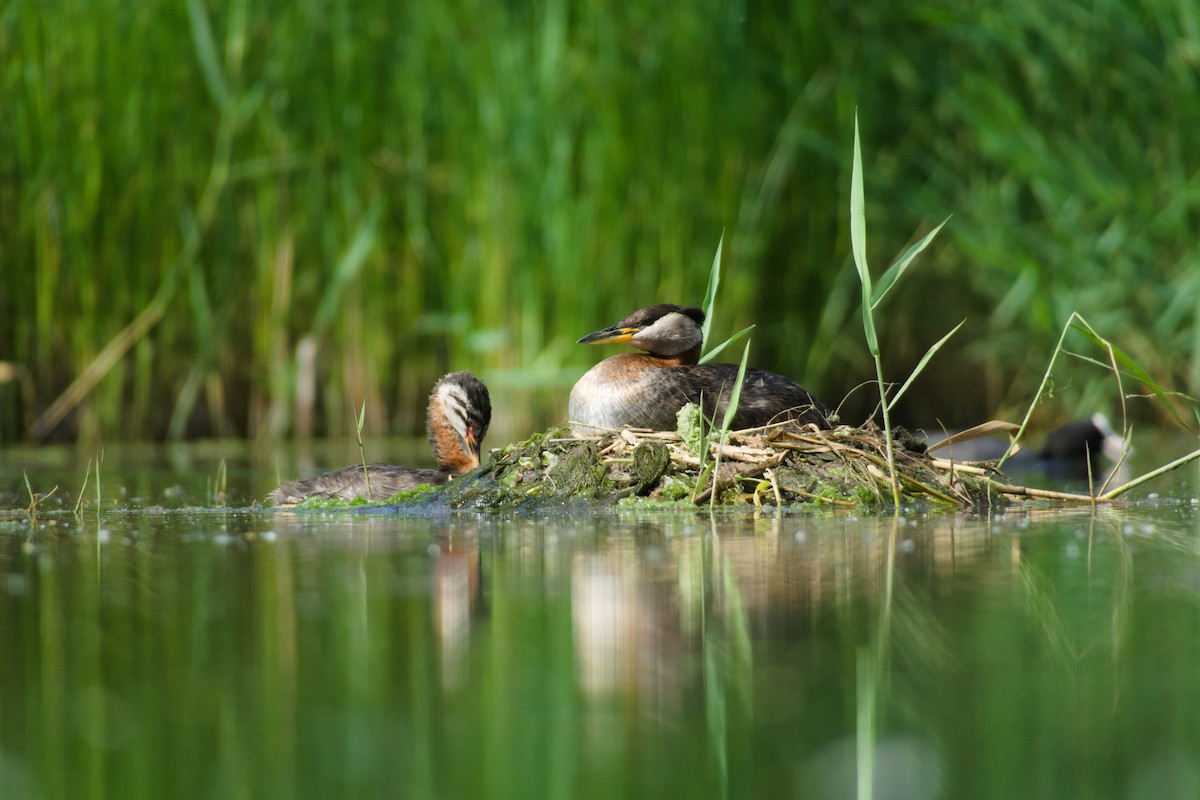 赤頸鸊鷉 - ML637938547