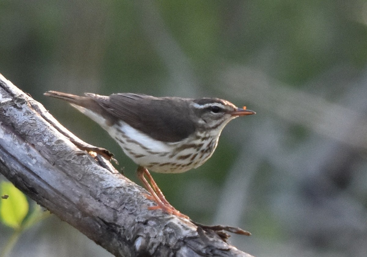 Louisiana Waterthrush - ML637938587