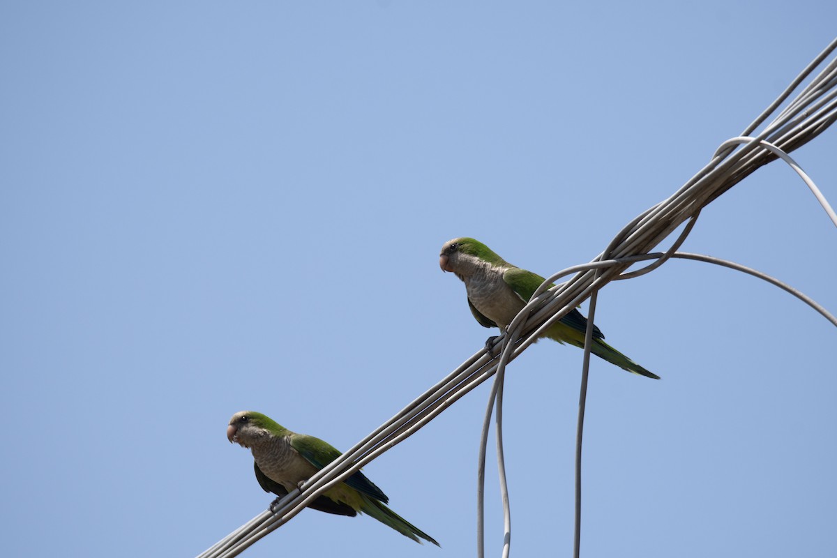 和尚鸚鵡 - ML637938611