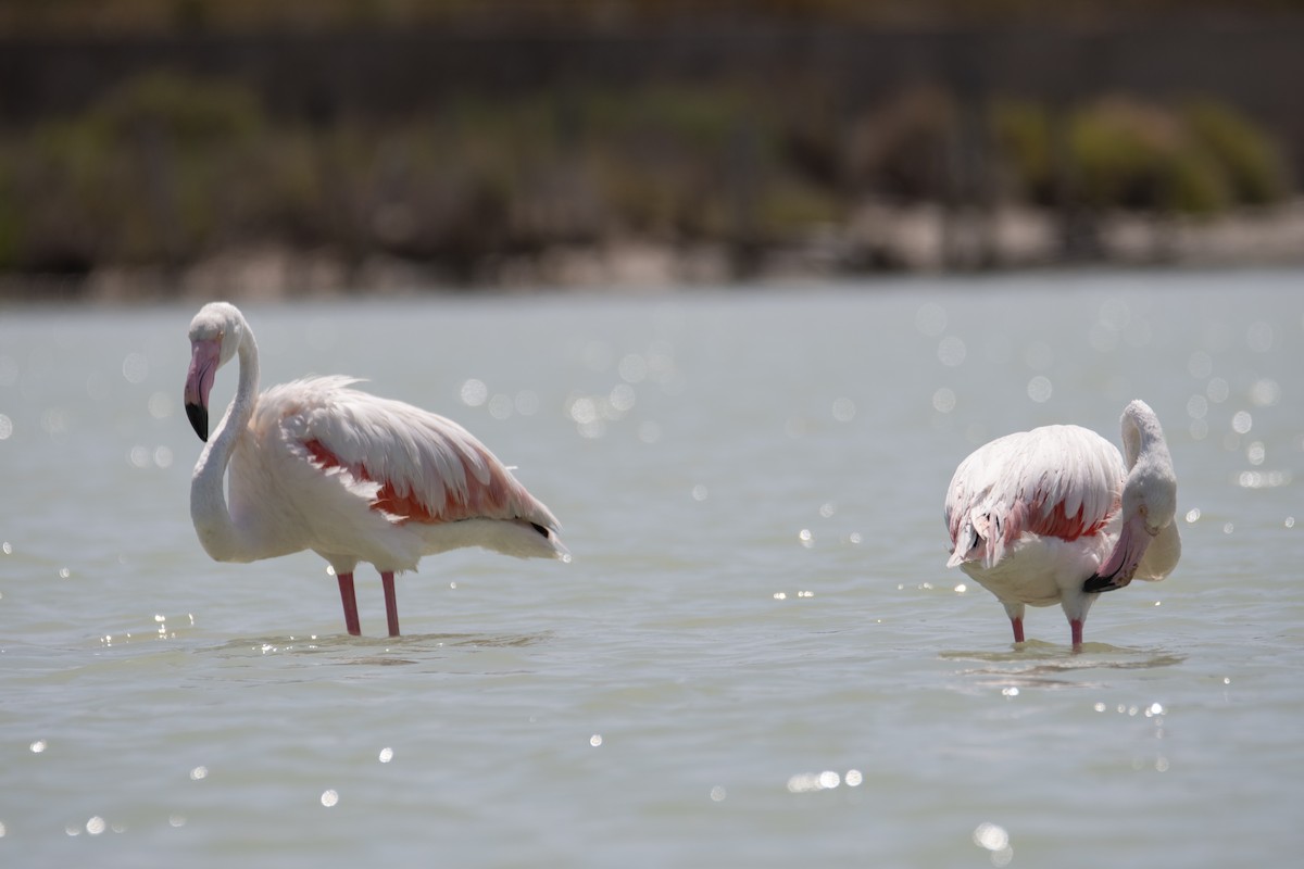 大紅鸛 - ML637938624