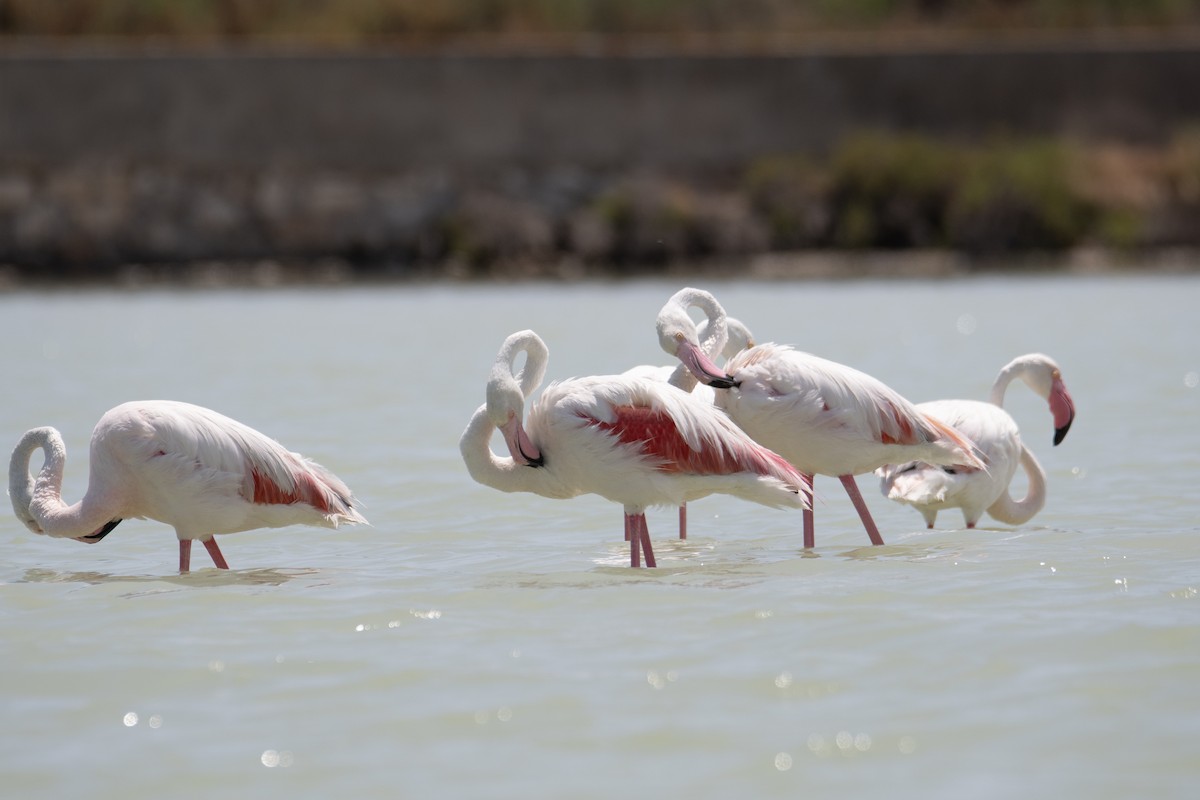 大紅鸛 - ML637938625