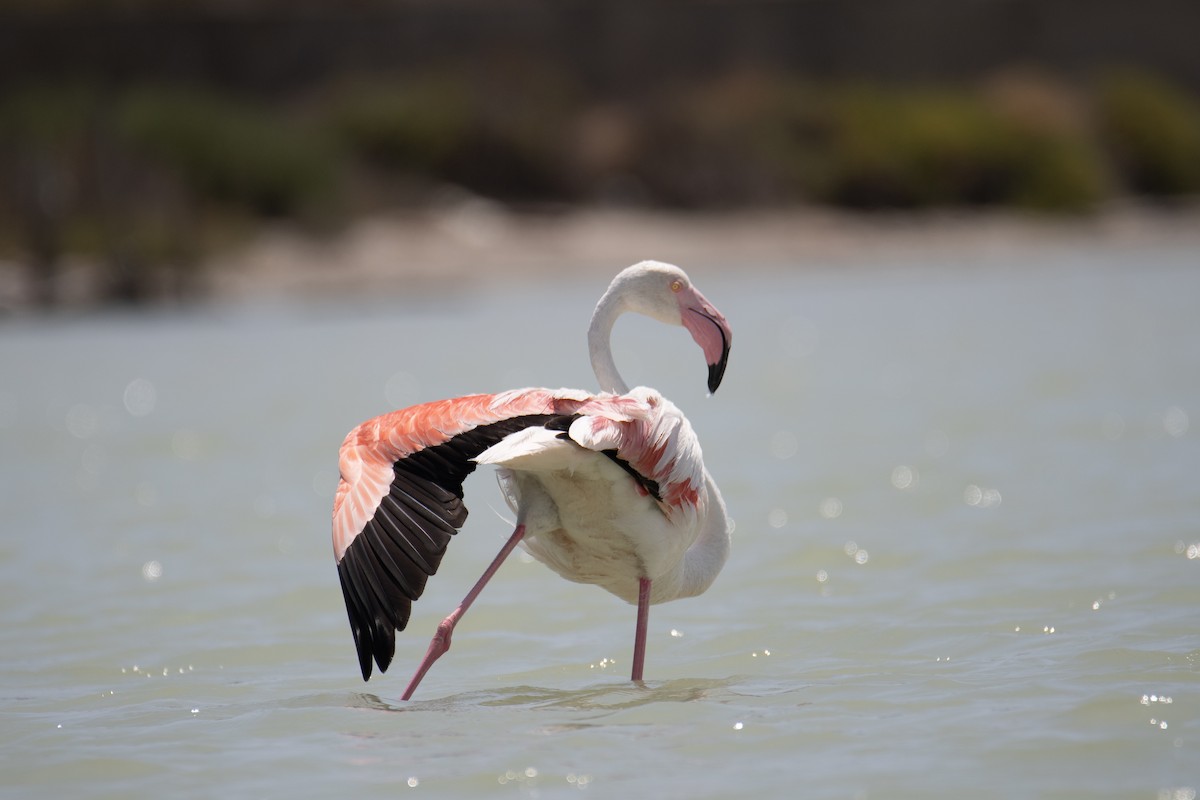 大紅鸛 - ML637938627