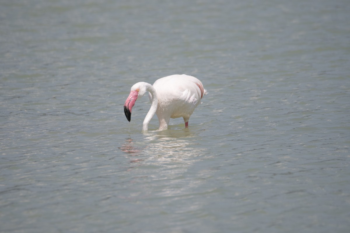 大紅鸛 - ML637938628