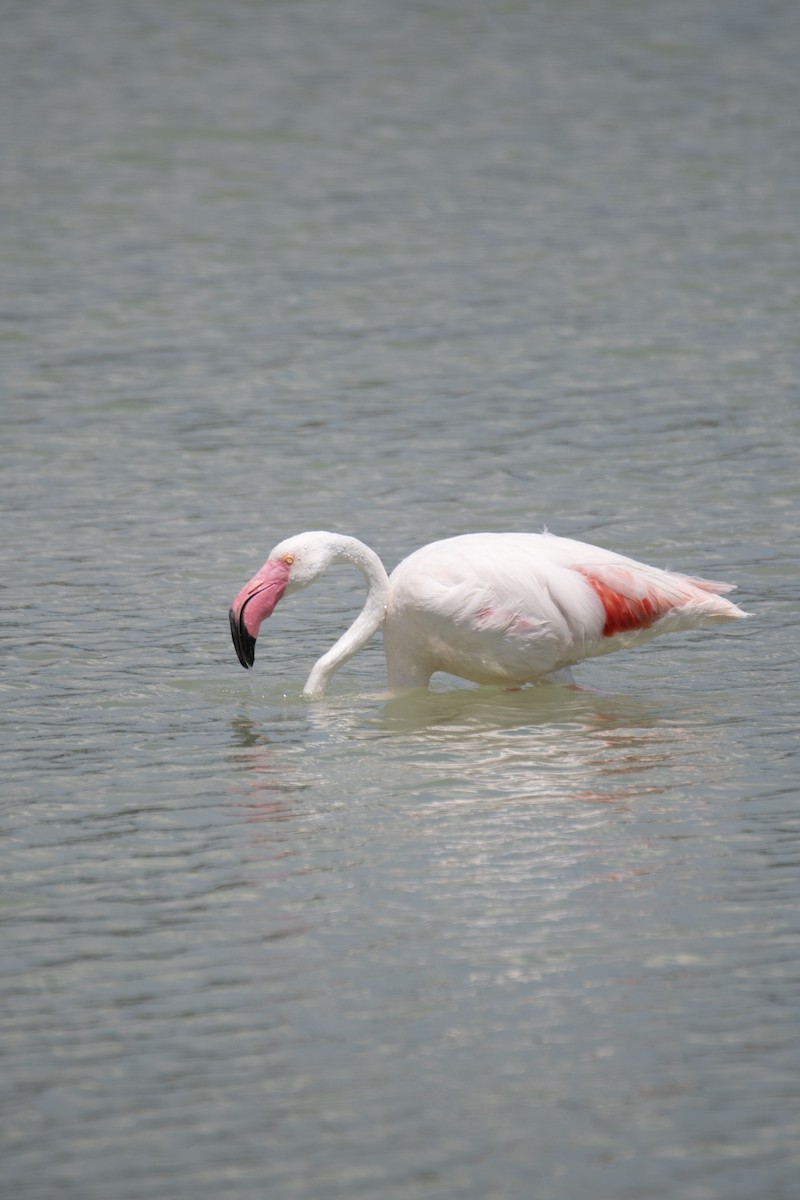 大紅鸛 - ML637938629