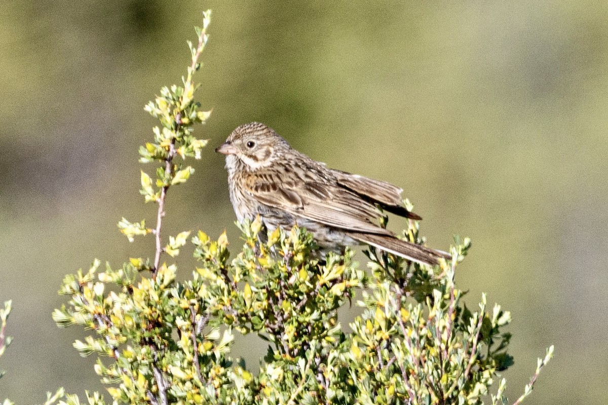 Vesper Sparrow - ML637938634