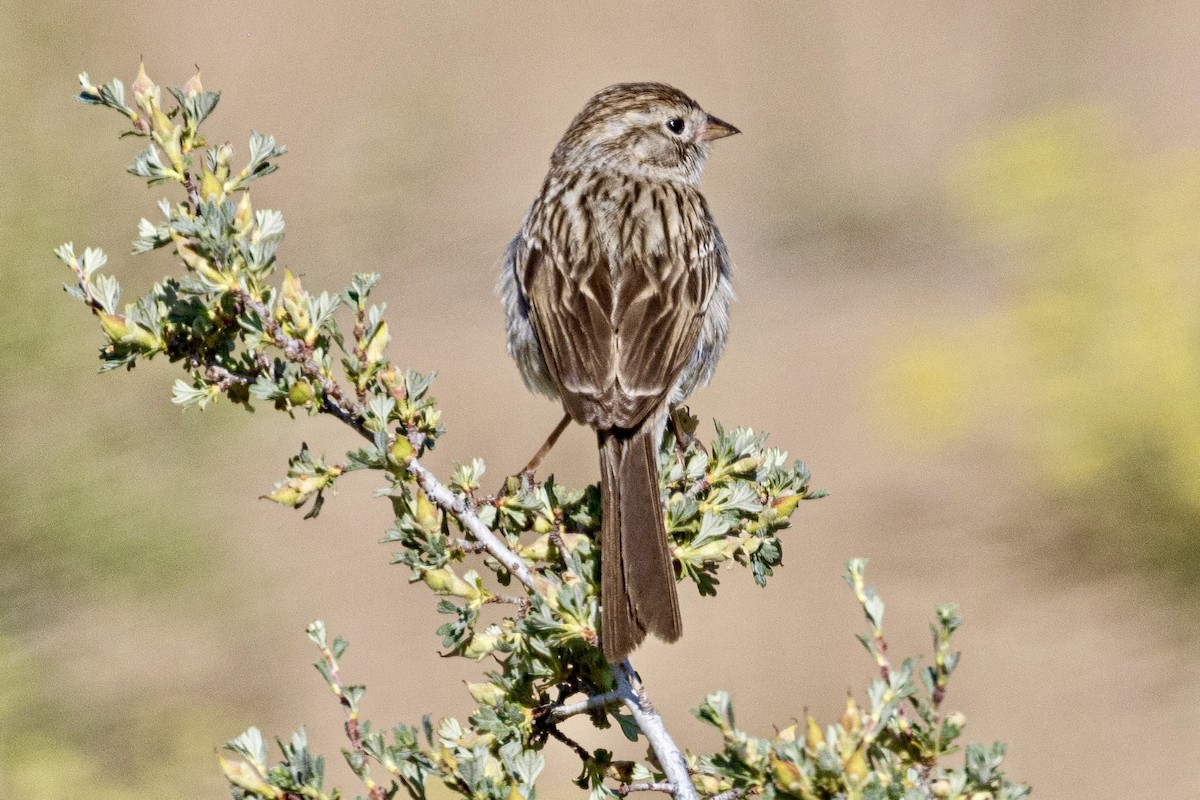 Brewer's Sparrow - ML637938649