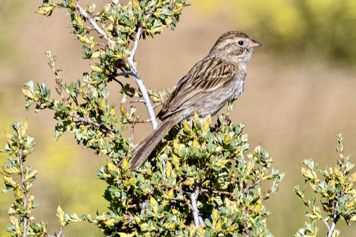 Brewer's Sparrow - ML637938650