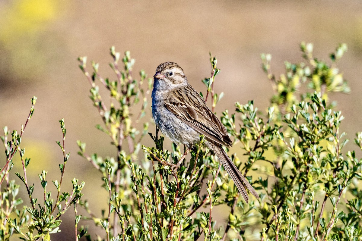 Brewer's Sparrow - ML637938651