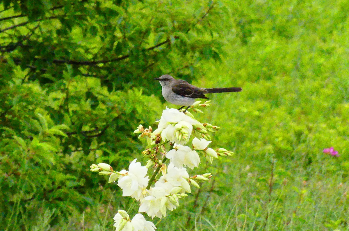 Northern Mockingbird - ML637938671