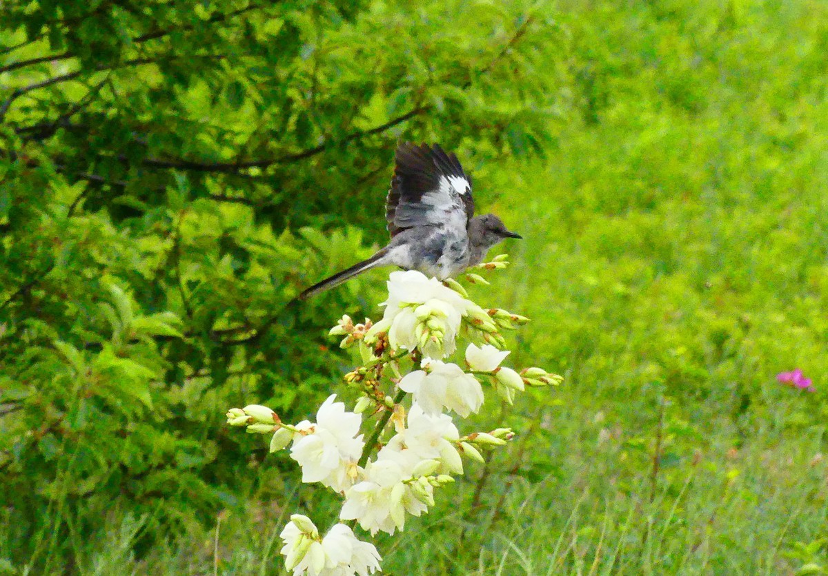 Northern Mockingbird - ML637938672