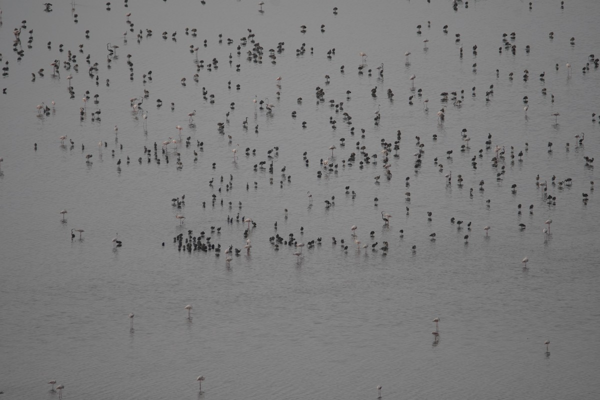 大紅鸛 - ML637938678