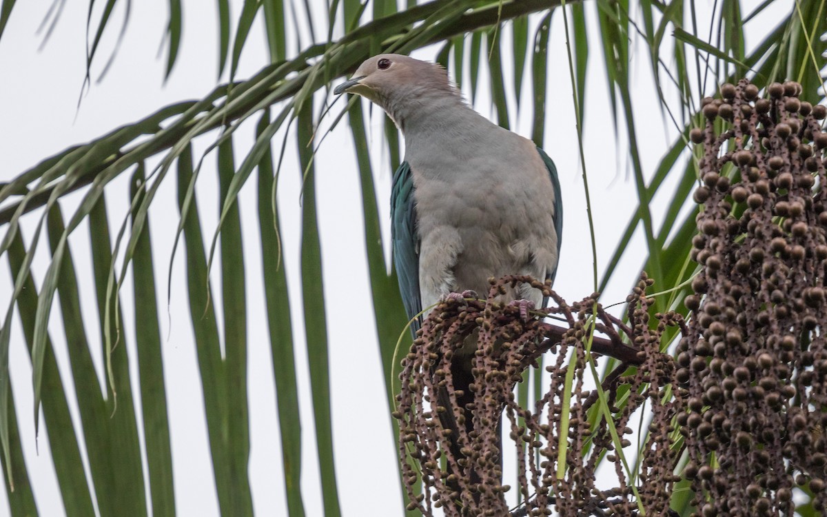 Green Imperial-Pigeon - ML637938680