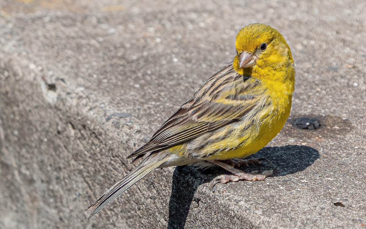 Island Canary - ML637938717