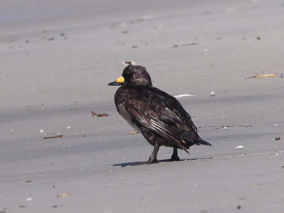 Black Scoter - ML637938718