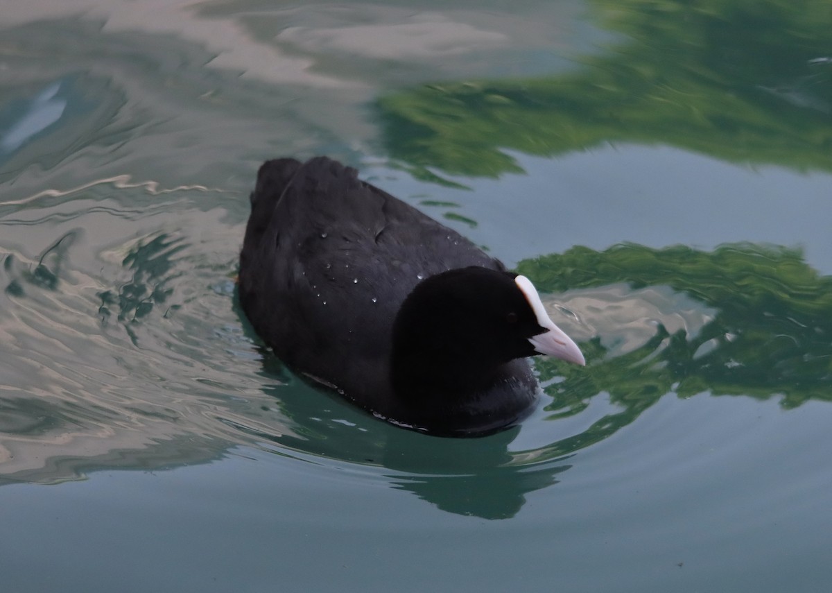Eurasian Coot - ML637938726