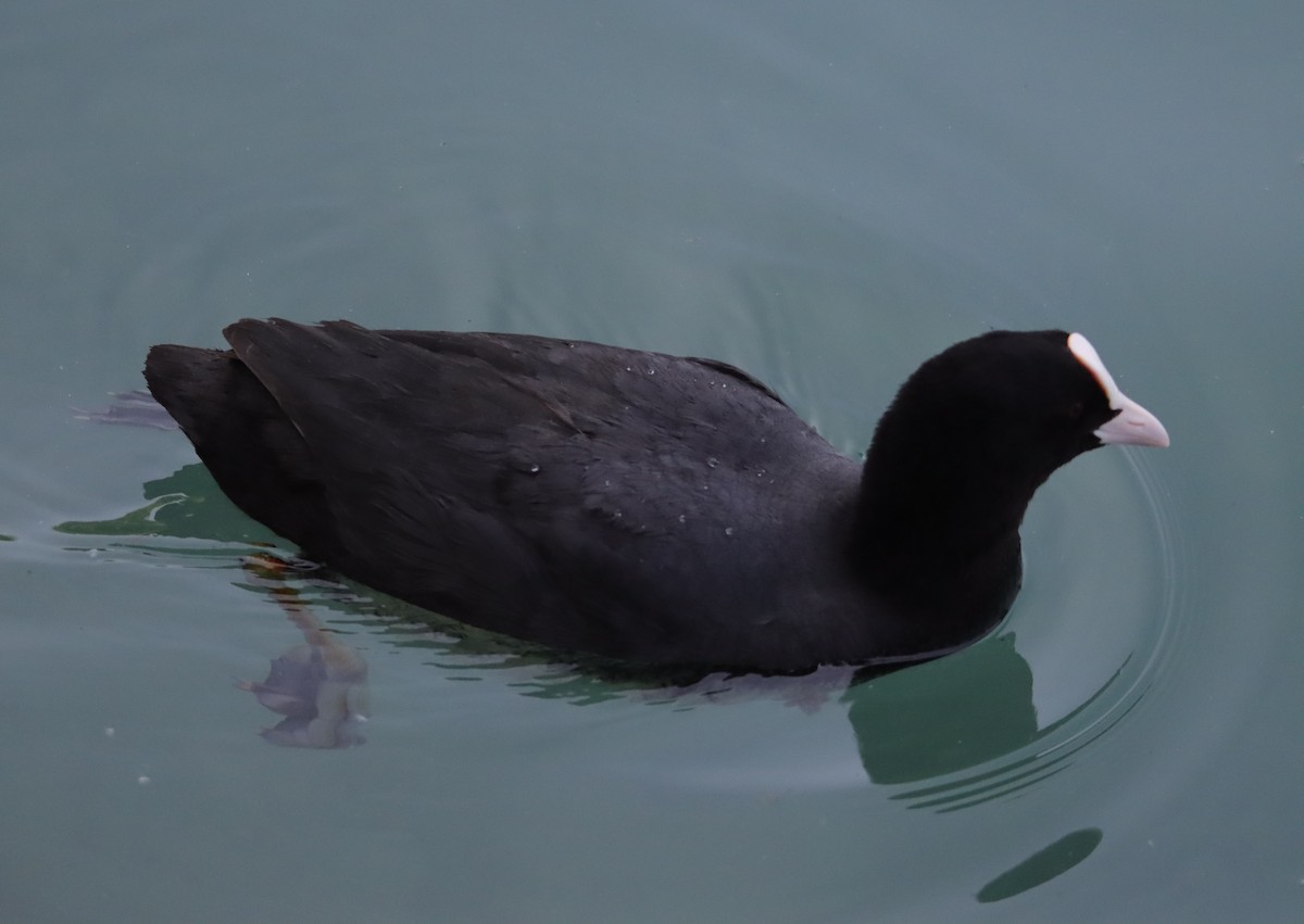 Eurasian Coot - ML637938729