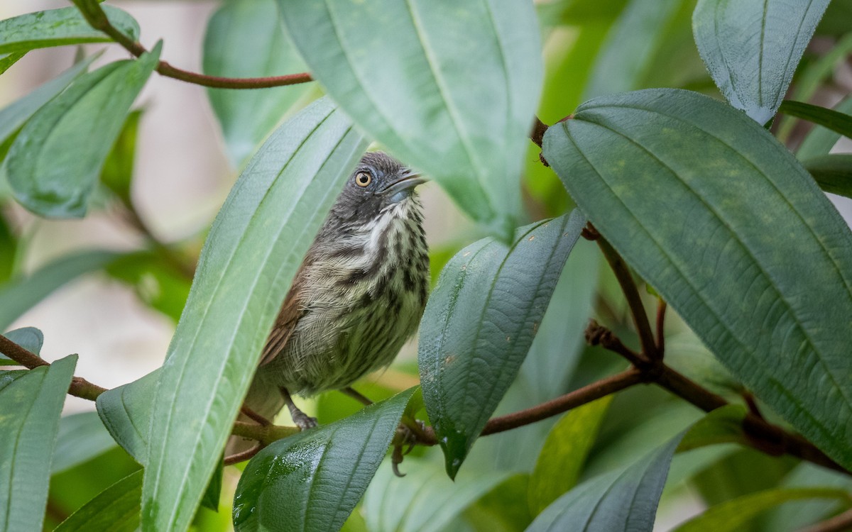 Bold-striped Tit-Babbler - ML637938737