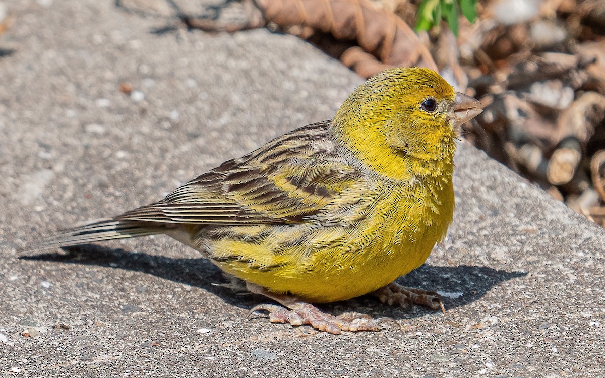 Island Canary - ML637938750
