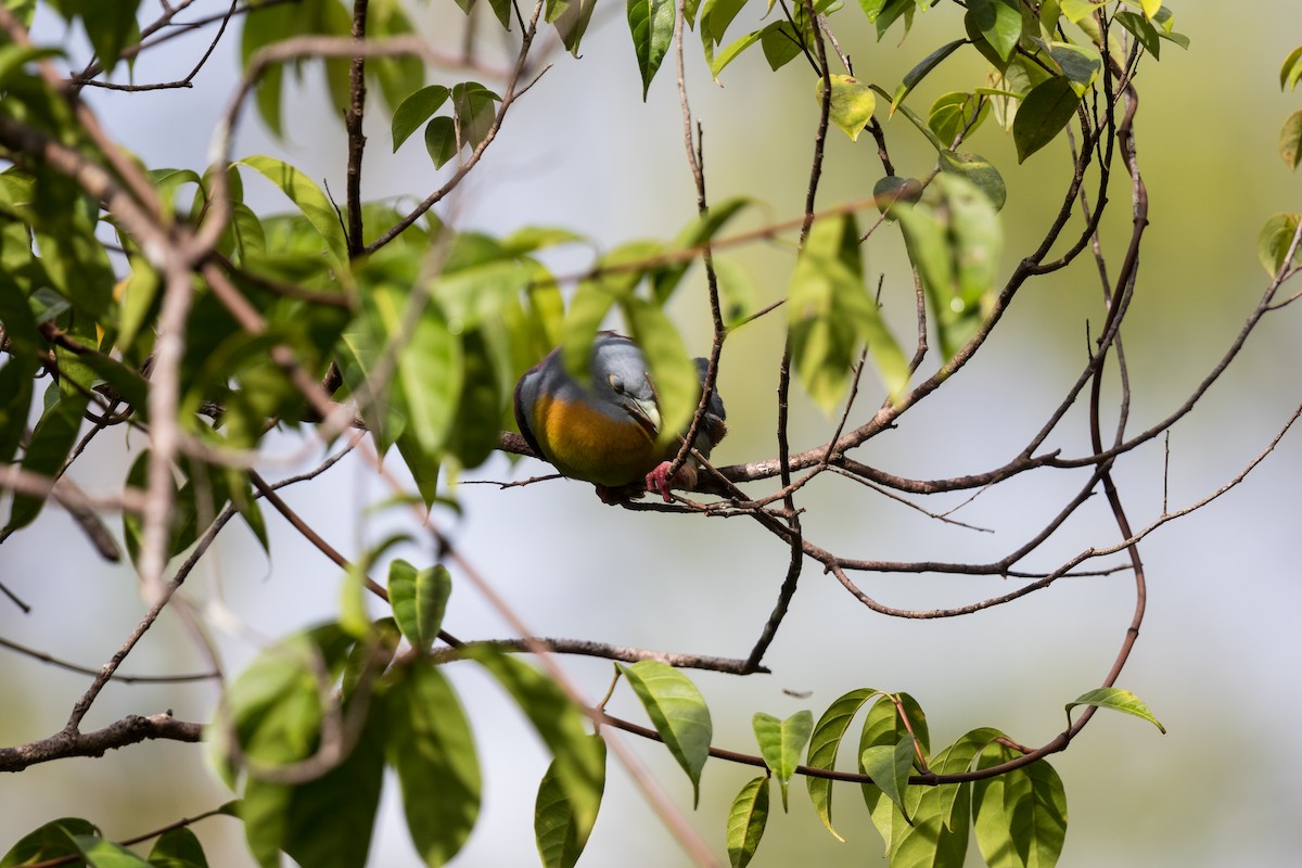 Little Green-Pigeon - ML637938754