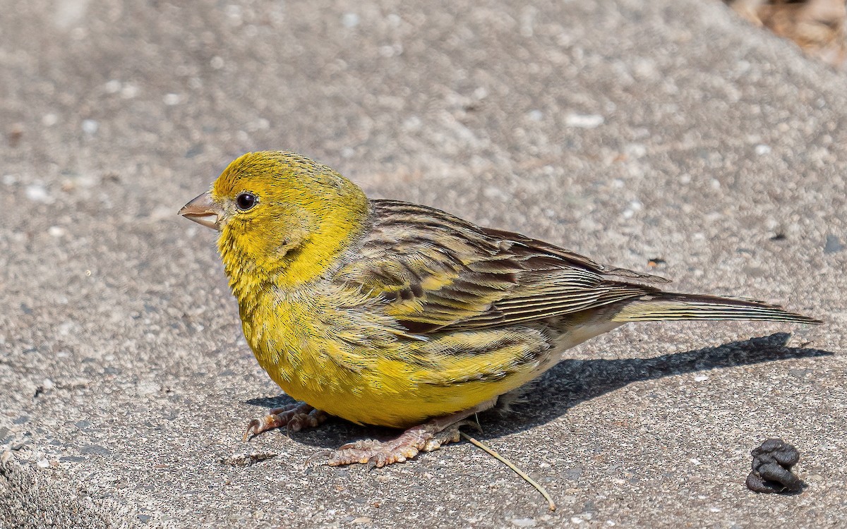 Island Canary - ML637938758