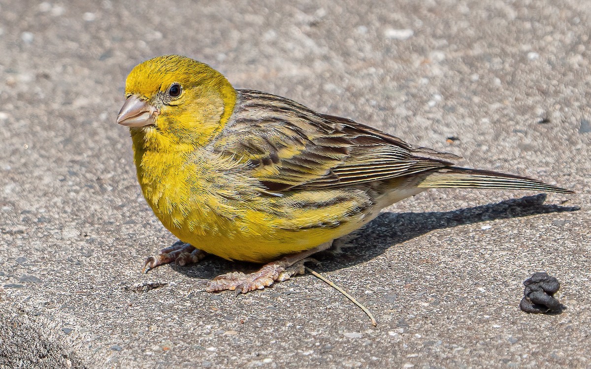 Island Canary - ML637938764