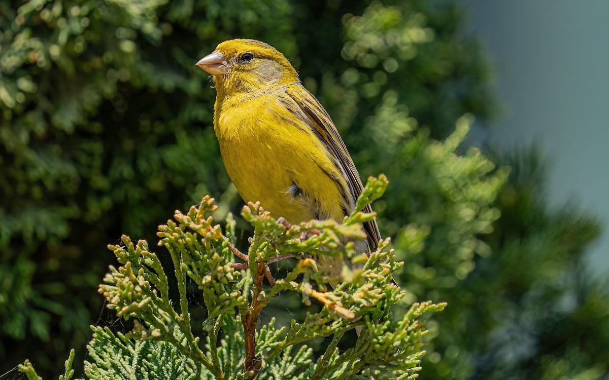 Island Canary - ML637938780