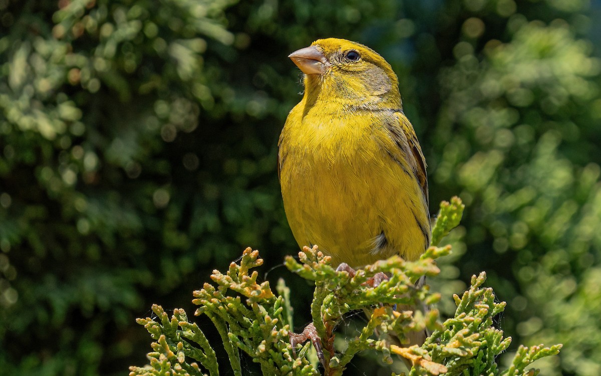 Island Canary - ML637938804