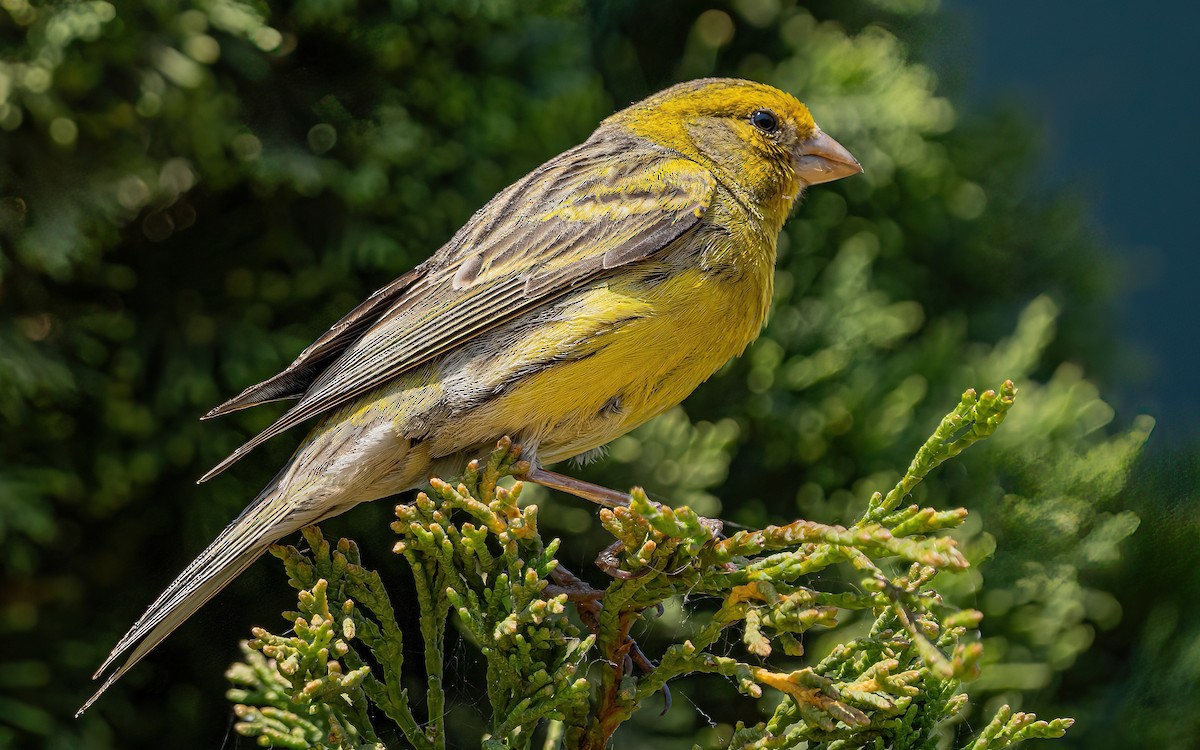 Island Canary - ML637938813