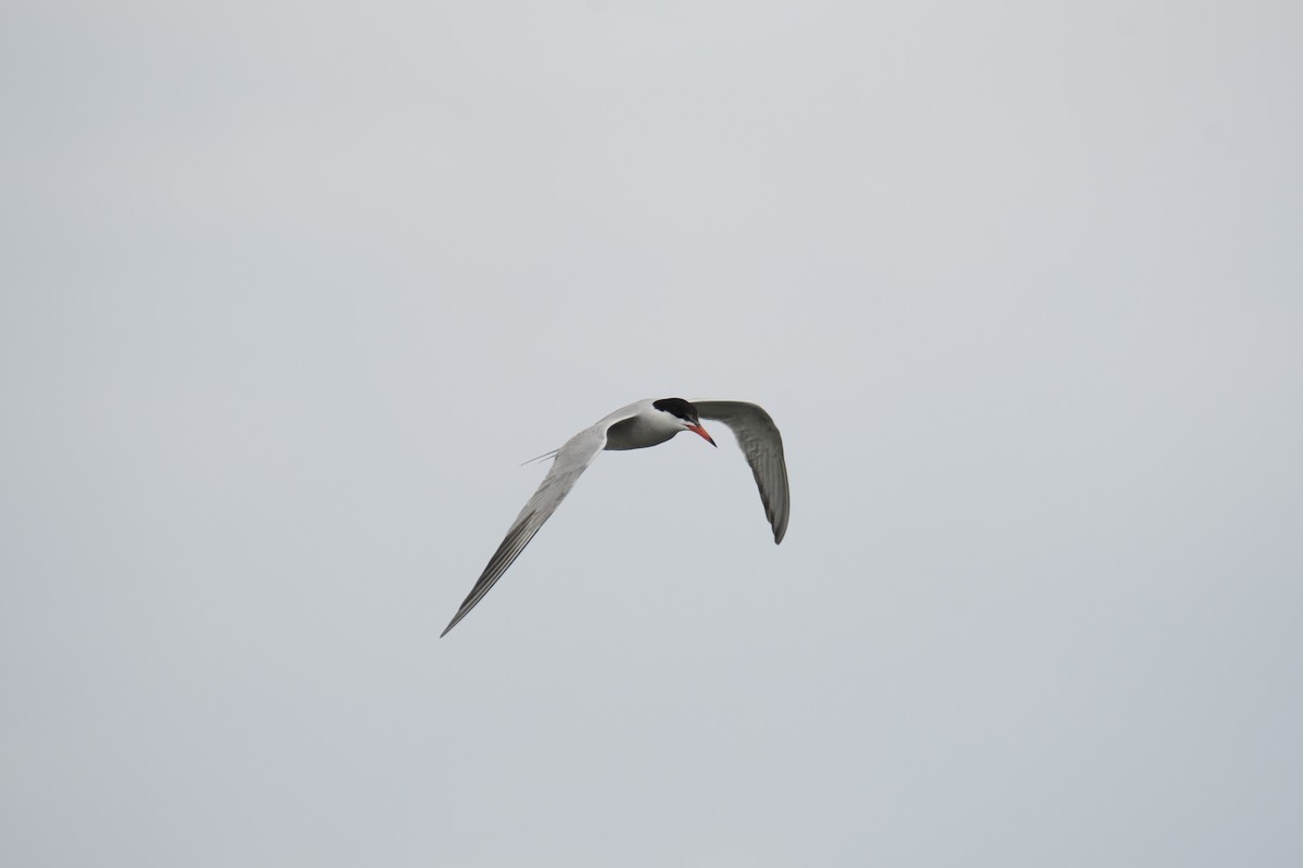 燕鷗 - ML637938827