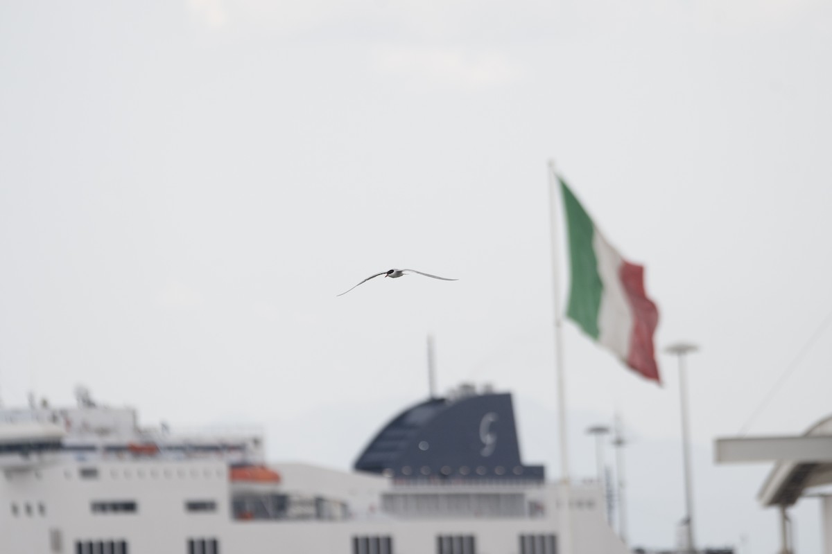 燕鷗 - ML637938828