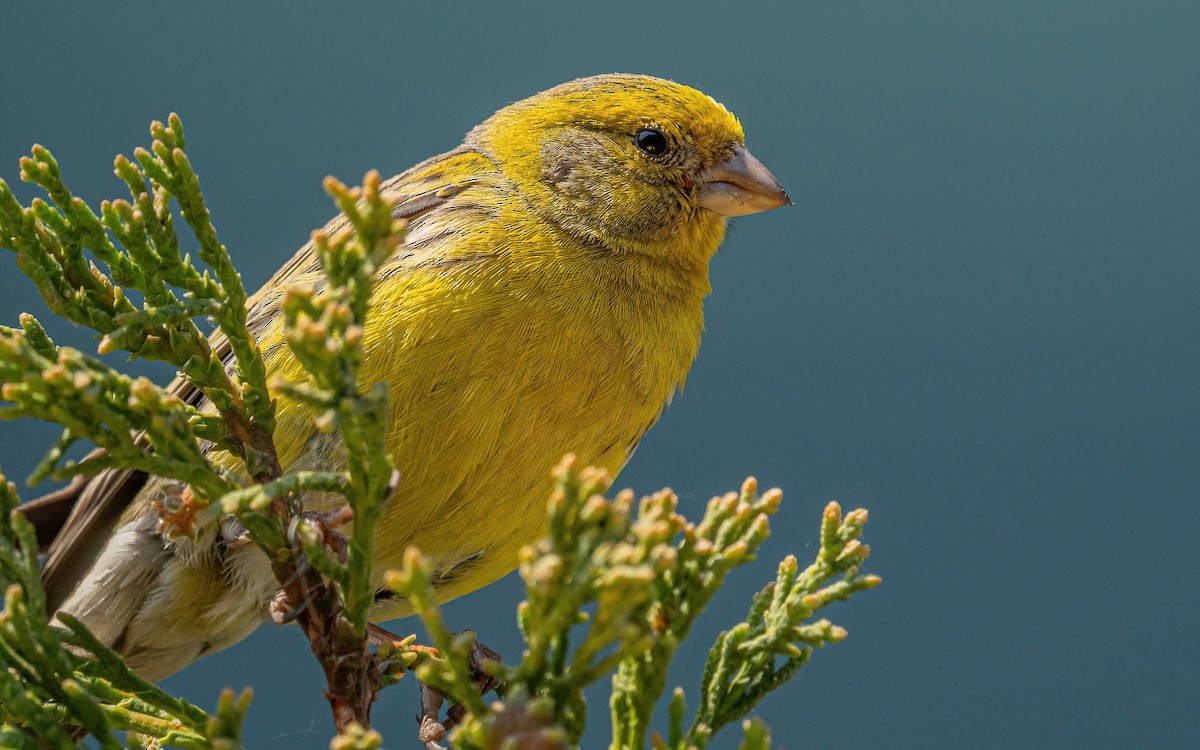 Island Canary - ML637938834
