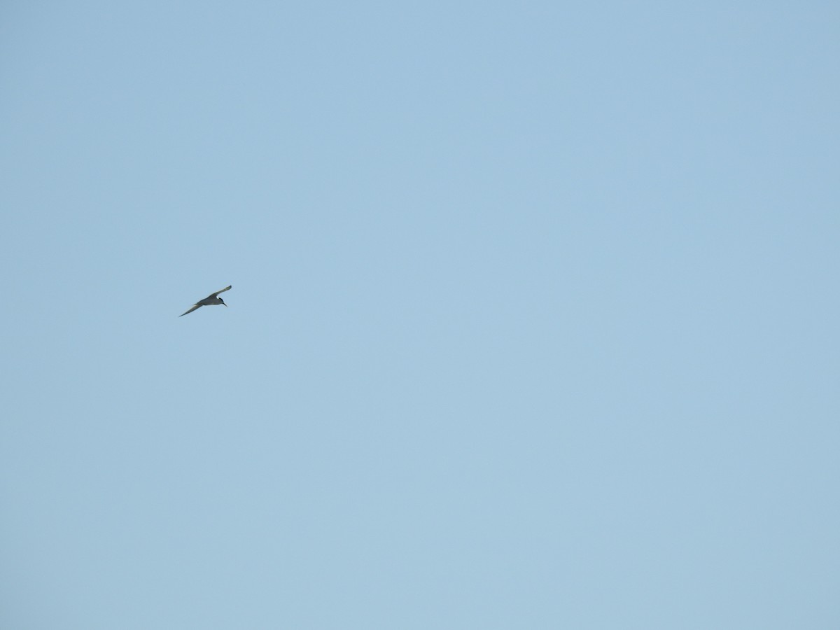 tern sp. - ML637938863