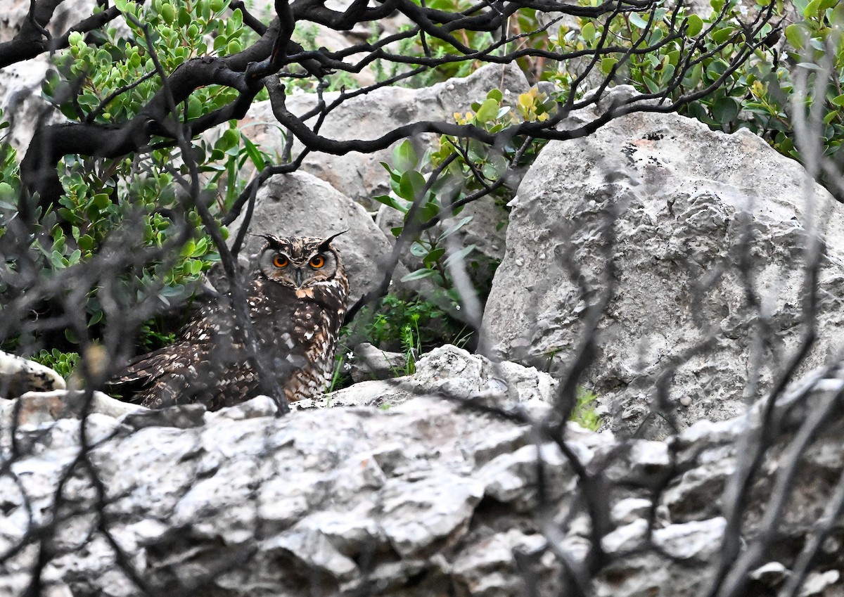 Cape Eagle-Owl - ML637938868